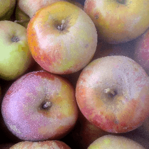 Pomme "Boskoop"