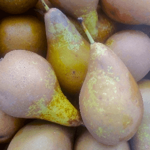 Poire "Conférence"