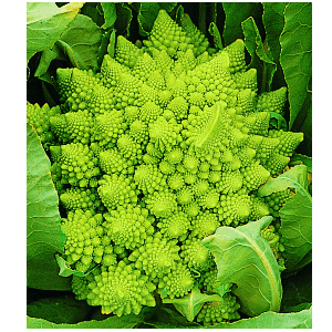 Chou romanesco