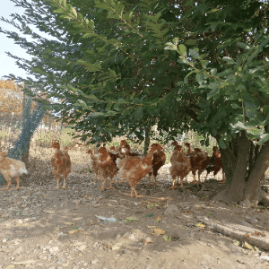 Poulets