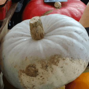 courge bleue de hongrie (selon le poids il se peut que la courge soit coupée)