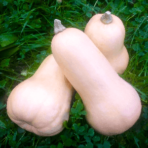 Courge "Butternut"