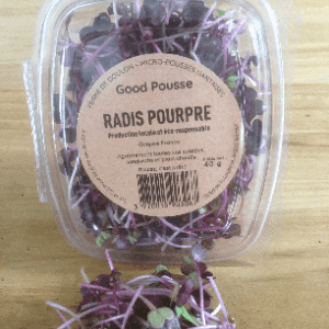 Radis pourpre