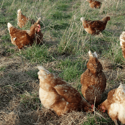 La Ferme de l'Echelette #3