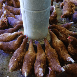 La Ferme de l'Echelette #4