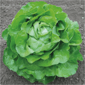 Salade