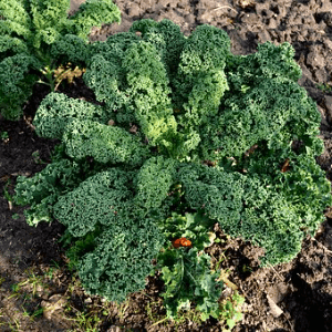Chou Kale, la botte