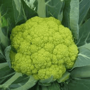 Choux Fleur Bio Suzanna ou Romanesco