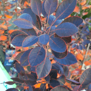 Cotinus Coggygria