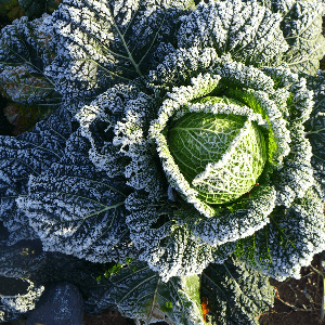 chou pommé frisé (variété selon période)