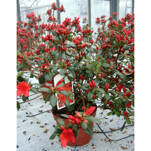 Azalées de Jardin