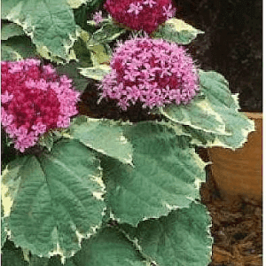 Clerodendron bungei