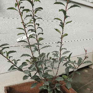 Eleagnus