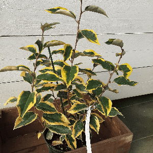 Eleagnus