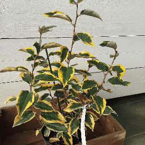 Eleagnus