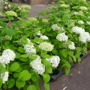 Hortensia Annabelle