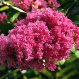 Lagerstroemia