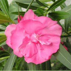 Laurier rose