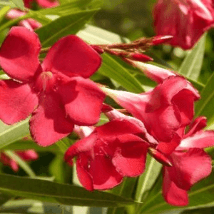 Laurier rose