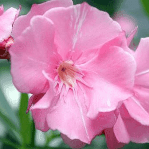 Laurier rose
