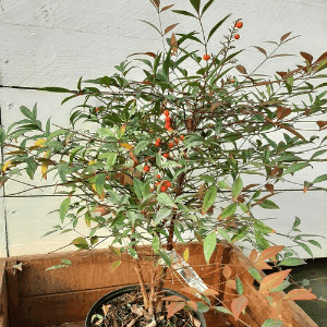 Nandina domestica