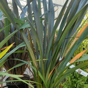 Phormium