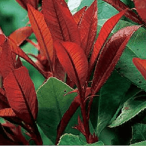 Photinia