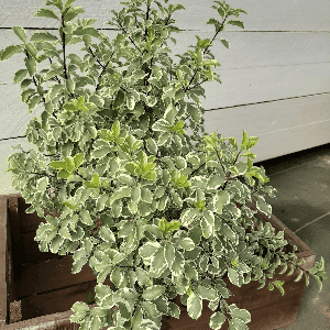 Pittosporum tenuifolium variegatum