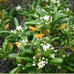 Pittosporum tobira