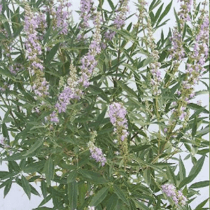 Vitex agnus castus