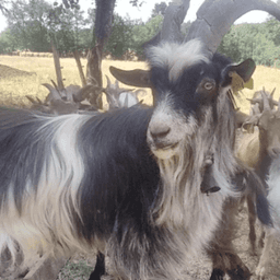 ferme chez babiau #2