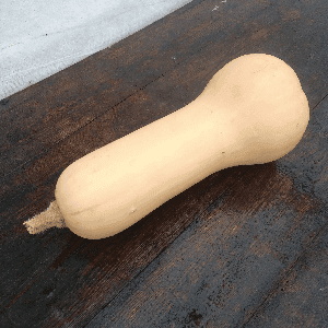 Courge Butternut