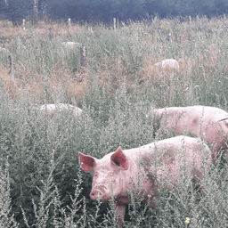 la ferme des cormier #4