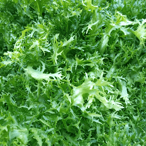 Chicorée frisée