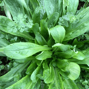 mache à longues feuilles