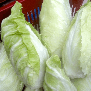 Chicorée "Pain de Sucre"