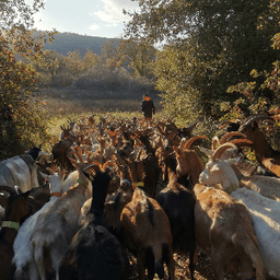 La Ferme des Jovents #5
