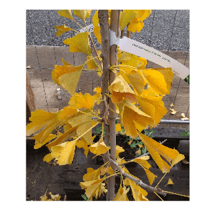 Ginkgo Biloba