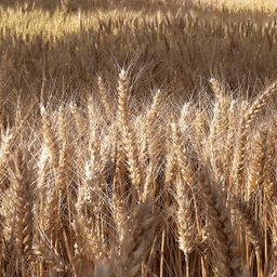 Gaec Des Graines dans le Vent #3