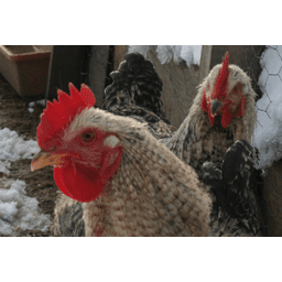 La Ferme Buissonnière #6