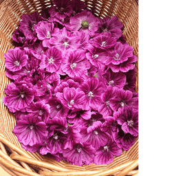 Les Jardins de Louise #5