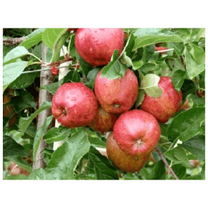Pommier