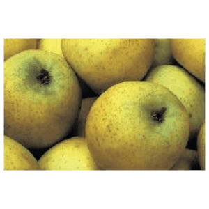 Pommier