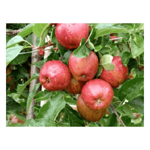 Pommier