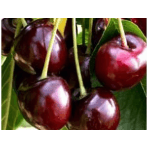 Cerisier