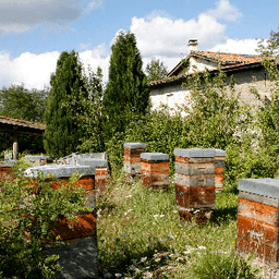 La cité de l'abeille #4