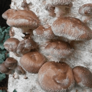 SHIITAKES