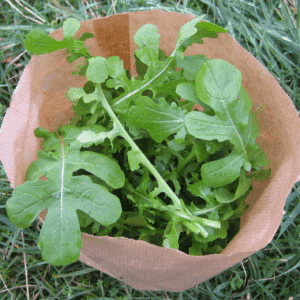 Roquette