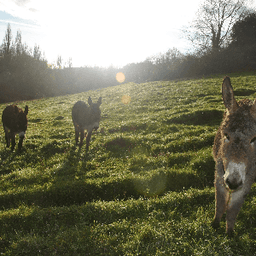 les paniers sauvages #3