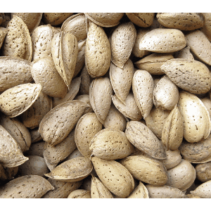 AMANDES EN BIO